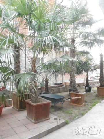 Студоустойчиви палми Трахикарпус, снимка 15 - Градински цветя и растения - 45511140