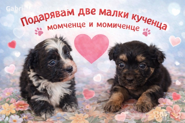 Подарявам две малки кученца – момченце и момиченце