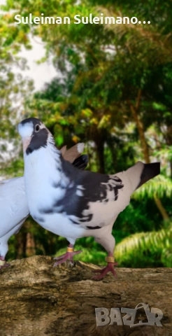 Продавам гълъби на въртене и глас цена за 5те двойки 80 лв, снимка 6 - Гълъби - 53213860