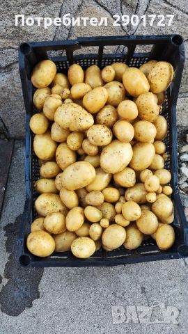 Домашни картофи , снимка 2 - Домашни продукти - 46399389