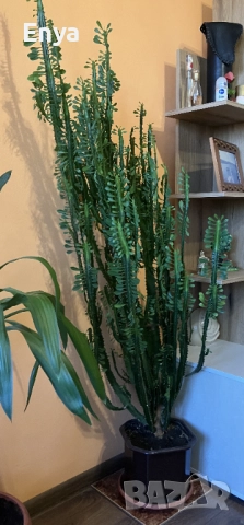 Африканско млечно дърво-(Катедрален кактус)-(Euphorbia trigona)