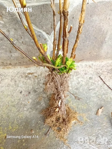 Хортензия , розова , снимка 11 - Разсади - 53745083