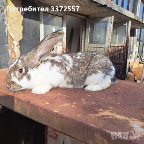 Продавам зайци 