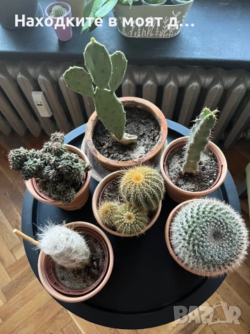 Комплект 6 вида кактуси