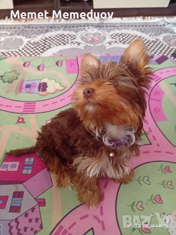 Йорки последното момченце за мераклии, снимка 4 - Йоркширски териер - 54056265