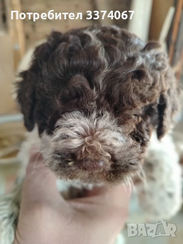 Логото , снимка 3 - Други - 54182367