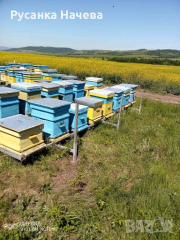 Продавам 30 кошера с пчели с 2 метални платформи.