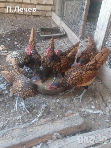 Зибрайт , снимка 2 - други­ - 51337633