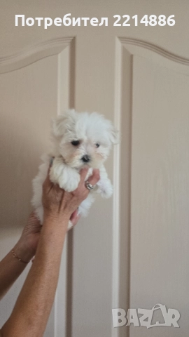 Малтийска болонка мини , снимка 1