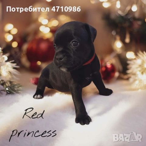 стафордширски бултериер, снимка 8 - Ветеринари и услуги - 53125218