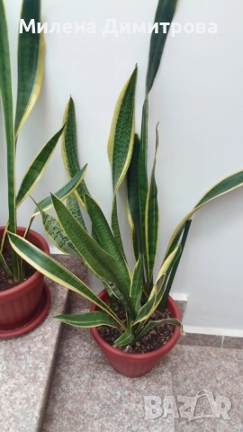 Сансевиера 2 вида / Sansevieria Hahnii/Sansevieria trifasciata  , снимка 12 - Стайни растения - 50819879