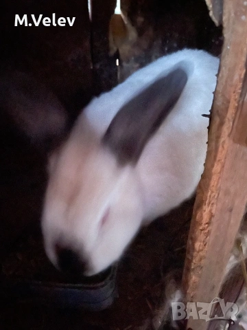 Женска на 1 година и половина , снимка 2 - Други - 53937456