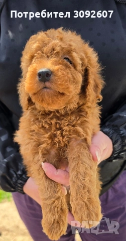 Пудели мъжки и женски, снимка 3 - Пудели - 54198471