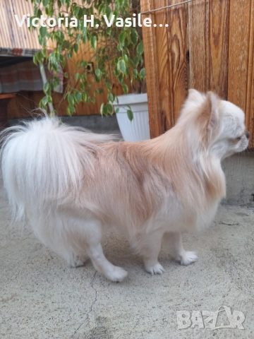 Чихуахуа дългокосместо , снимка 10 - Чихуахуа - 52669804