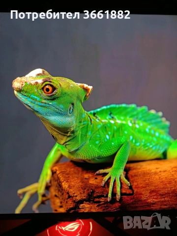 Монитор OLED ASUS PG32UCDMR 32" 4k, снимка 5 - Монитори - 53624196