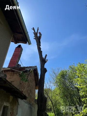 Рязане на опасни дървета в половин България  / Арборист / Arborist, снимка 6 - Други услуги - 48507596