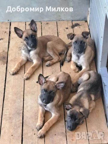 Продавам Белгийска Овчарка Малиноа, снимка 1