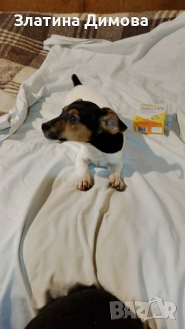 Джак ръсел териер, снимка 8 - Джак ръсел териер - 53458861