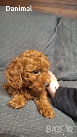пуделчета той/ момче и момиче/toy poodle, снимка 14 - Пудели - 53581267