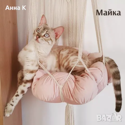 Бенгалска котка, снимка 8 - Бенгалски - 46888029