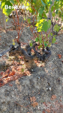 намалена цена 22 000лв., снимка 11 - Вили - 51851316