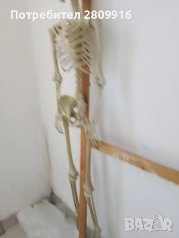 Човешки скелет 175см., снимка 8 - Колекции - 52612328