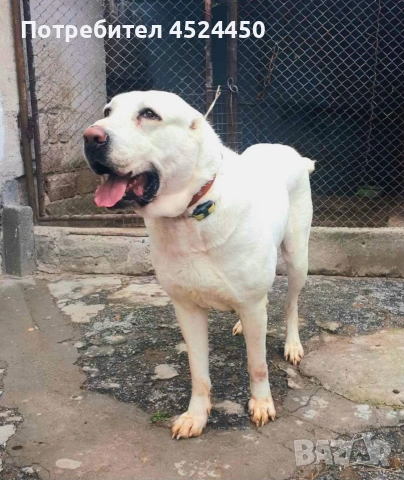 Продавам чистокръвно женско алабайче , снимка 6 - Алабай - 53420708