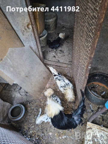 Продавам порода холандски кокошки, млади, четири двойки , снимка 4 - други­ - 52900126