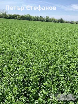 Продавам малки бали, снимка 1