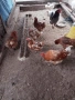 Продавам кокошки носачки петли пуйки пуяци неми патици , снимка 6