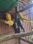 Продавам папагали, снимка 6