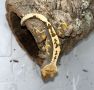 Ресничест гекон - Lilly White, снимка 7