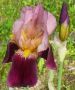 Перуника,ирис - различни цветове високи ароматни, снимка 11