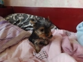 Мини йоркширски териери, снимка 3