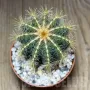 Notocactus magnificus, снимка 2