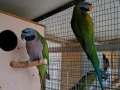 Папагали Китайски Александър/ двойка, снимка 2