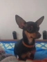 Търся добър дом на Мини пинчер , снимка 1