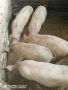 Продавам прасенца, снимка 3