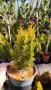 Туя Златен Смарагд, Thuja Occidentalis Golden Smaragd, снимка 17