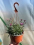 💜🌿 Каскаден, ароматен карамфил - кошници, снимка 4