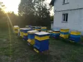 Пчелен Мед реколта 2025г,ливадни билки, букет,кошери, пчели, здраве, снимка 6