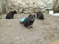 Немски Овчарки, снимка 2