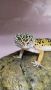 Продавам леопардов гекон спешно , снимка 1 - Гекон - 45477903