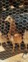 Пилета Ломан Браун, снимка 1 - Кокошки и пуйки - 45683214