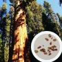 Нови Екзотични 15 семена от гигантска секвоя мамутово дърво sequoiadendron giganteum за декорация, снимка 14