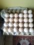 Пуешки- оплодени яйца, снимка 1 - Кокошки и пуйки - 45998134