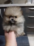 Померан, снимка 3