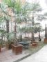 Студоустойчиви палми Трахикарпус, снимка 15
