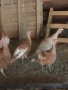 Пуйки и пуяци, кокошки Носачки, петли Бройлери, ярки за яйца , снимка 6