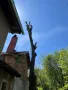 Рязане на опасни дървета в половин България  / Арборист / Arborist, снимка 6
